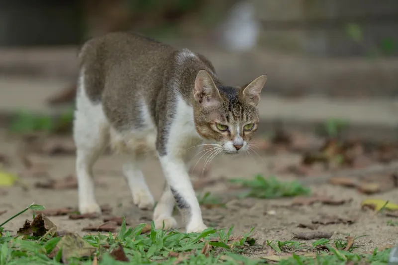 Stalk, Stretch, Pounce: How Indie Musicians Are Letting Cat Behavior Write Their Song Structures