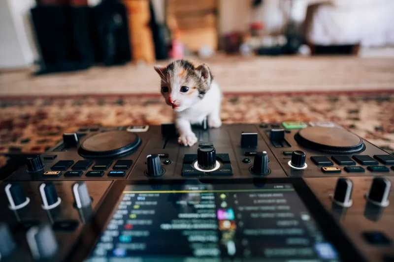 Living by the Cat Clock: How Indie Musicians Are Letting Feline Body Rhythms Unlock Perfect Song Timing