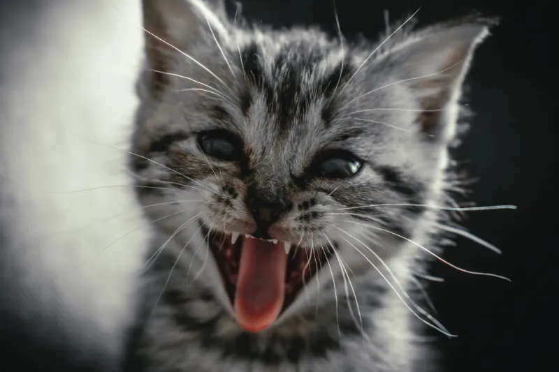 Beyond the Hook: How Indie Artists Are Letting Cat Vocalizations Rewrite the Rules of Song Structure