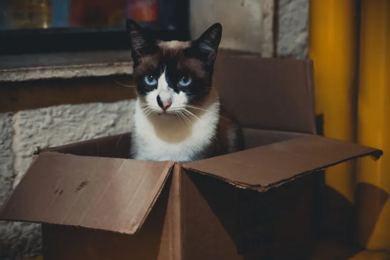 New Box, Same Cat: How Serial Reinvention Is Becoming the Indie Artist's Greatest Superpower